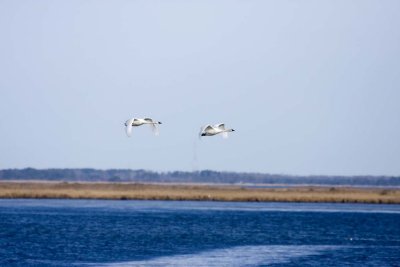 IMG_4263.jpg