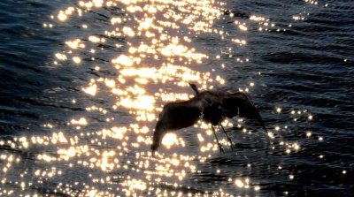 Sunset Cool Bird crop DSC_3642 Large.jpg