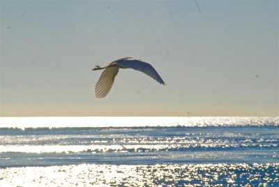 Malibu Egret-4715 (Large).jpg