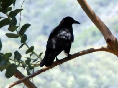 Crow Large.jpg