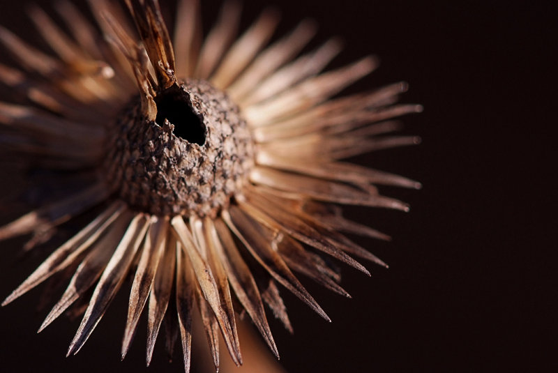 Seed Head