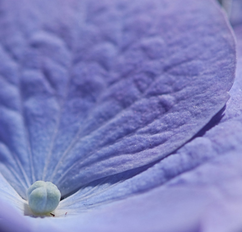 Hydrangea