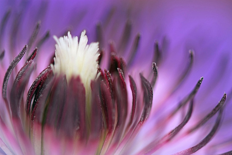 Clematis