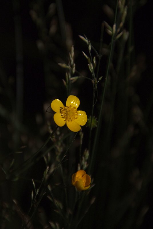 Buttercup..