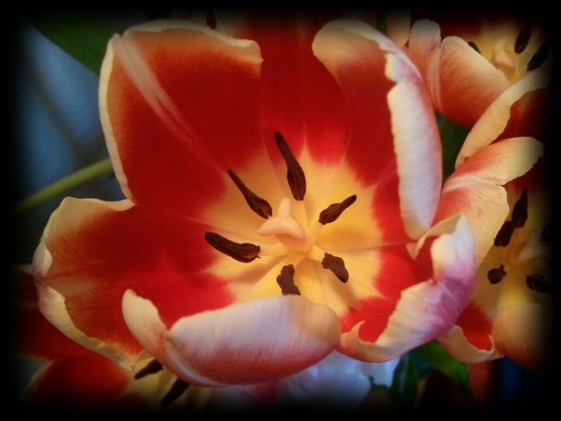 Day 041 <br> Tulip