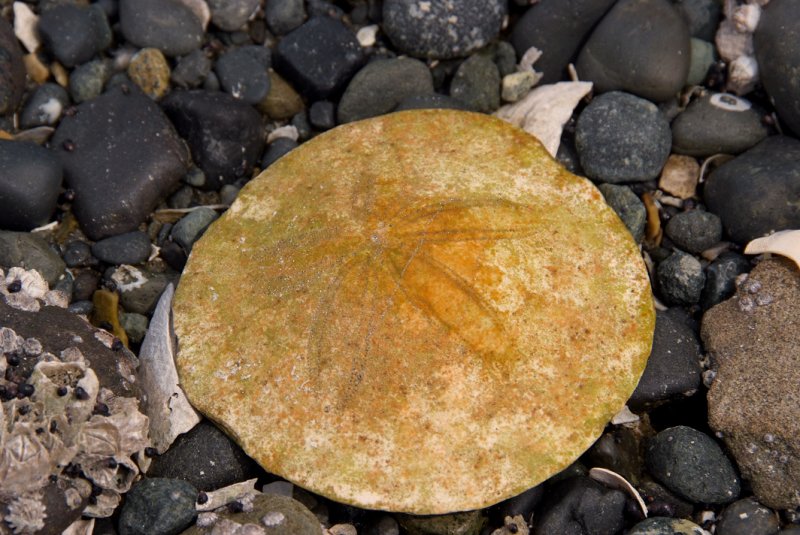 Sand Dollar