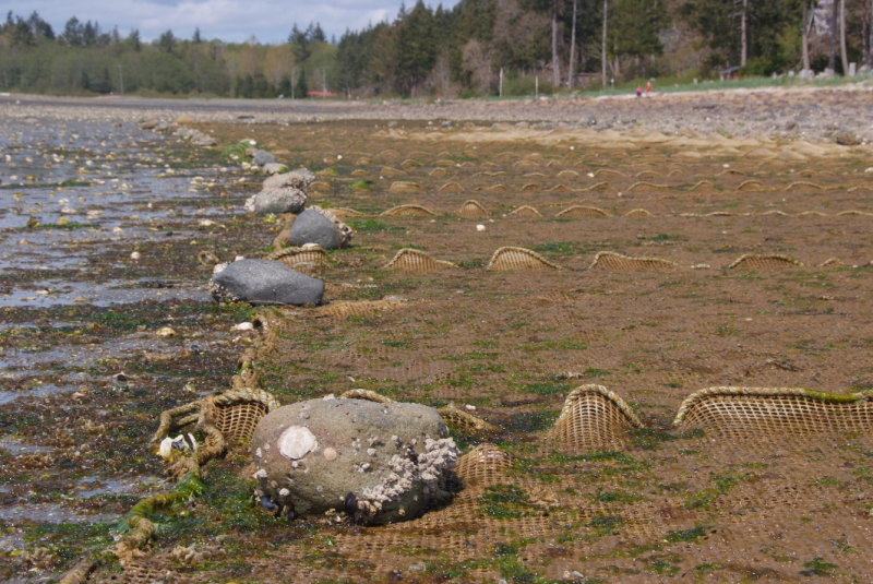 Oyster Beds