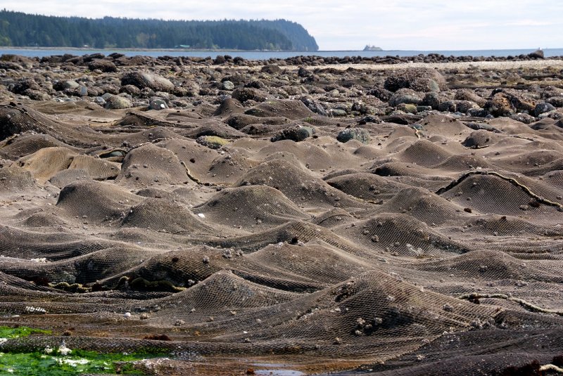 Oyster Nets