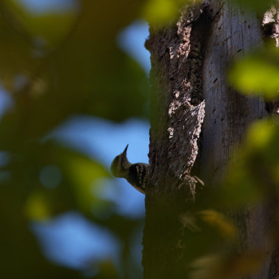 Mr. Woodpecker