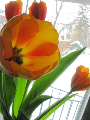 Tulips & Snow