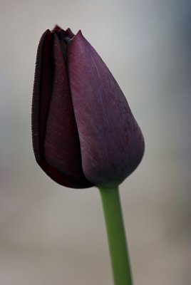 Tulip