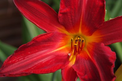 Day Lily #1