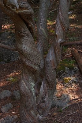 Twisty Tree