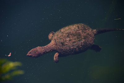 Turtle