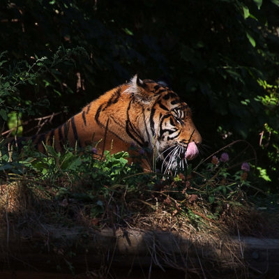 Toronto Zoo