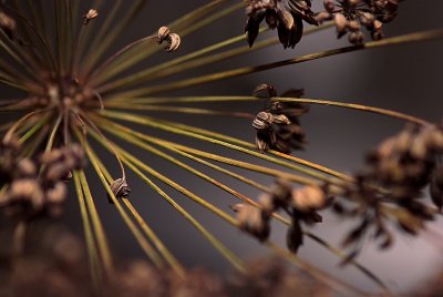 Radial