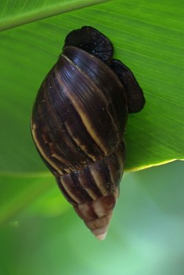 BIG snail