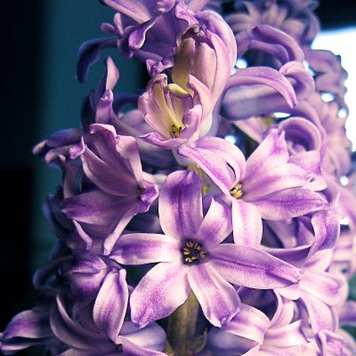 Day 039  Hyacinth