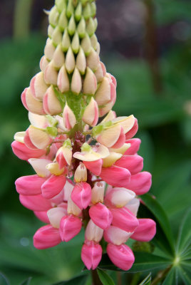 First Lupine