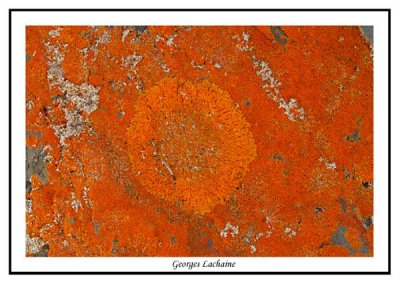 Xanthoria elegans ( Gaspésie )