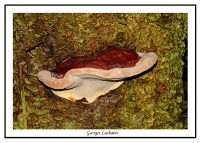 Polypore pinicole - Fomitopsis pinicola