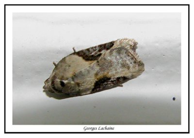 0874.1 - Agonopterix  alstroemeriana - Poison Hemlock Moth