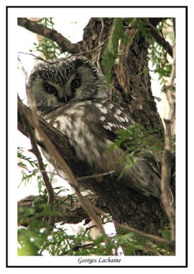 Nyctale de Tengmalm - Boreal owl - Aegolius funereus (Laval Qubec)