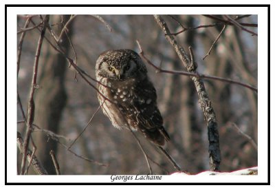 Nyctale de Tengmalm - Boreal owl - Aegolius funereus (Laval Qubec)