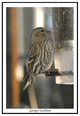 Tarin des pins - Pine Siskin	 - Carduelis pinus (Laval Qubec)