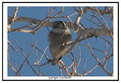 Chouette pervire - Northern Hawk Owl - Surnia ulula (Laval Qubec)