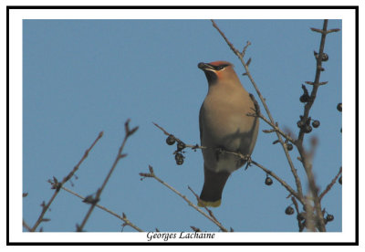 Jaseur boral - Bohemian Waxwing - Bombycilla garrulus (Laval Qubec)