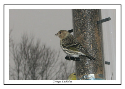 Tarin des pins - Pine Siskin	 - Carduelis pinus (Laval Qubec)