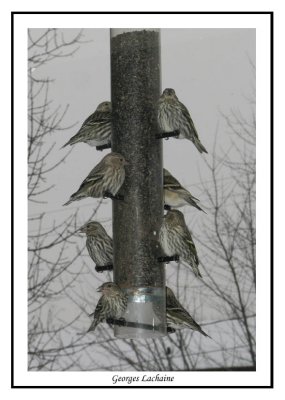 Tarin des pins - Pine Siskin	 - Carduelis pinus (Laval Qubec)
