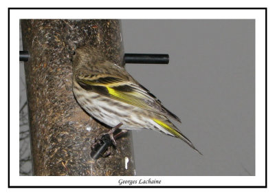 Tarin des pins - Pine Siskin	 - Carduelis pinus (Laval Qubec)