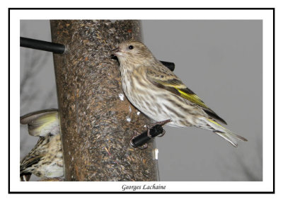 Tarin des pins - Pine Siskin	 - Carduelis pinus (Laval Qubec)