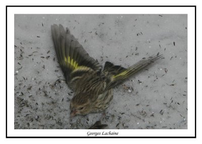 Tarin des pins - Pine Siskin	 - Carduelis pinus (Laval Qubec)