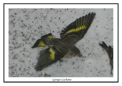 Tarin des pins - Pine Siskin	 - Carduelis pinus (Laval Qubec)