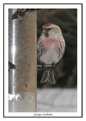 Sizerin flamm - Greater Common Redpoll - Carduelis flammea (Laval Qubec)