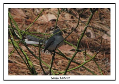 Gobemoucheron gris-bleu - Polioptila caerulea ( Chincoteaque NWR )