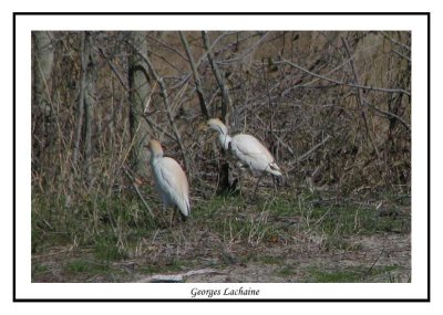 Hron garde-boeufs - Bubulcus ibis ( Chincoteaque NWR )