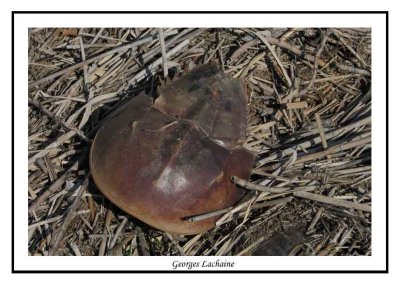 Crabe limule - Limulus polyphemus