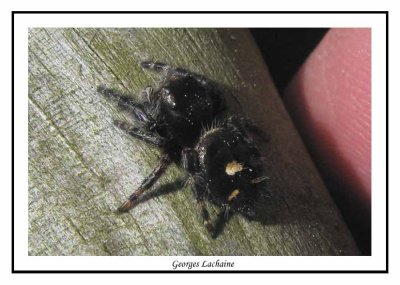 Phidippus audax - Bold Jumping Spider  ( Nags Head Woods )
