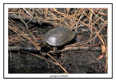Tortue ponctue - Clemmys guttata ( Palmetto peartree preserve )