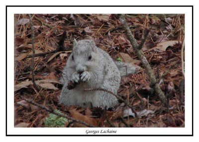 Delmarva Peninsula Fox squirrel - Sciurus niger cinereus  ( Chincoteaque NWR )