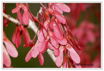 Samare d'rable rouge - Acer rubrum var. rubrum (Kitty Hawk)