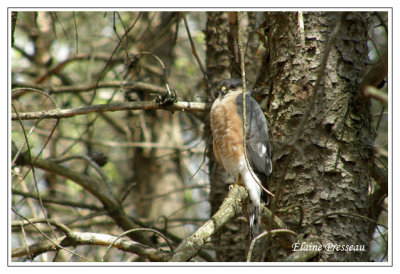 Epervier brun - Sharp-shinned Hawk - Accipiter striatus (Laval Qubec)