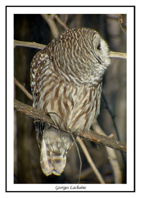 Chouette raye - Barred Owl - Strix varia (Laval Qubec)