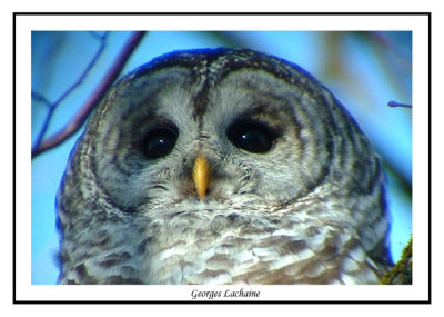 Chouette raye - Barred Owl - Strix varia (Laval Qubec)