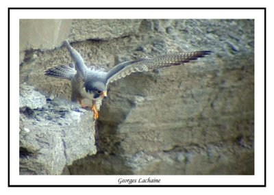 Faucon plerin -	Peregrine Falcon - Falco peregrinus (Laval Qubec)