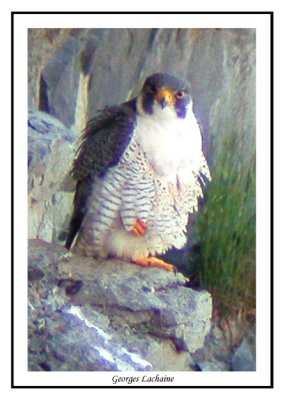 Faucon plerin -	Peregrine Falcon - Falco peregrinus (Laval Qubec)